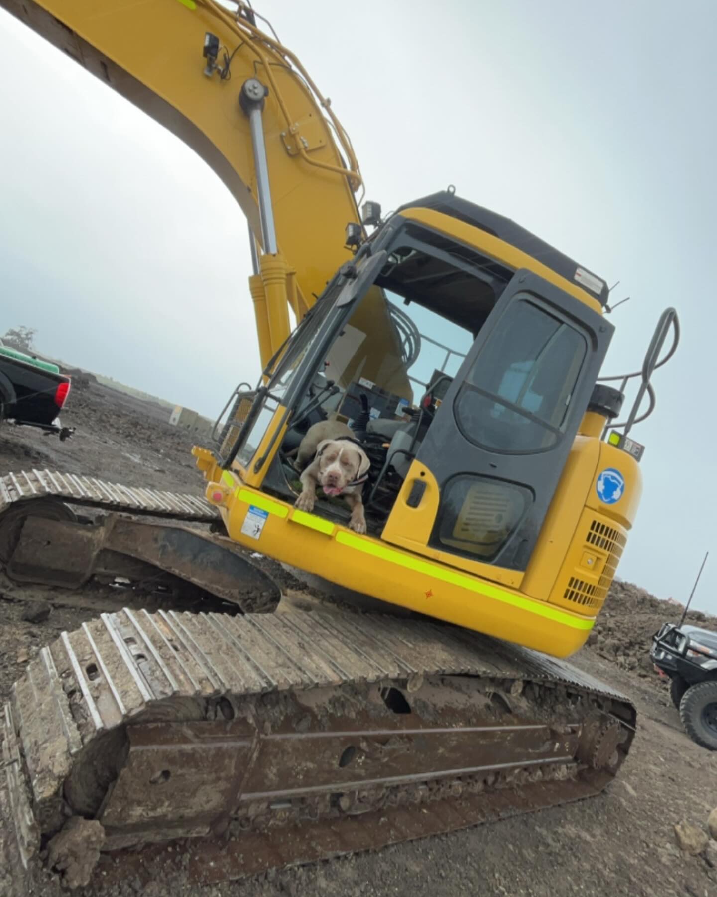 Dog sitting in the open cab of a yellow excavator on a dirt site